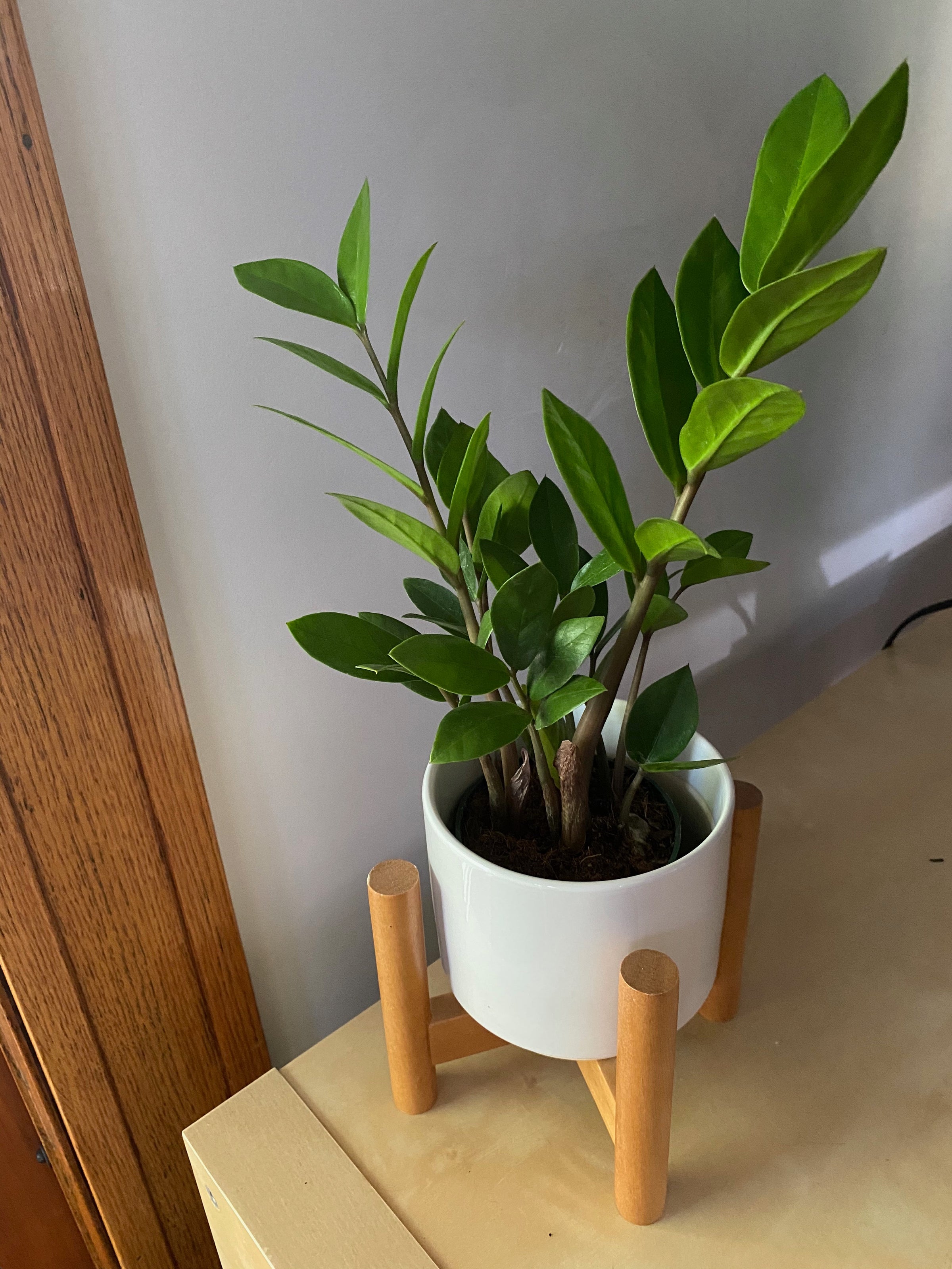 Plants | Bloom Co.
